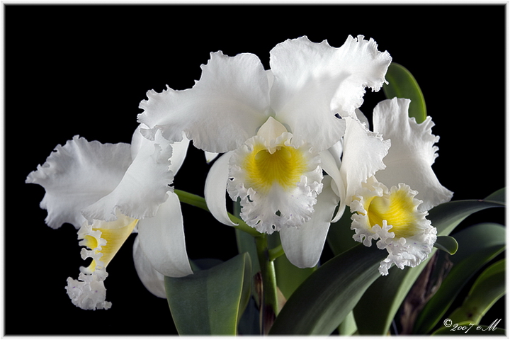 Cattleya unknown