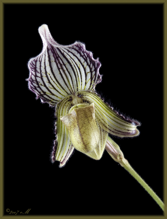 Paphiopedilum fairrianum