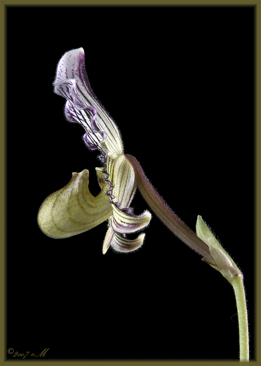 Paphiopedilum fairrianum