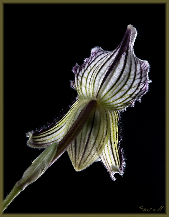 Paphiopedilum fairrianum