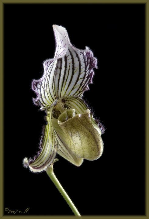 Paphiopedilum fairrianum