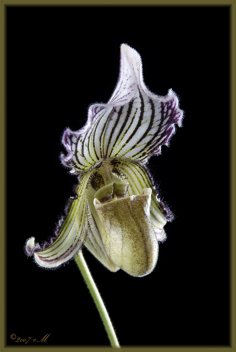 Paphiopedilum fairrianum