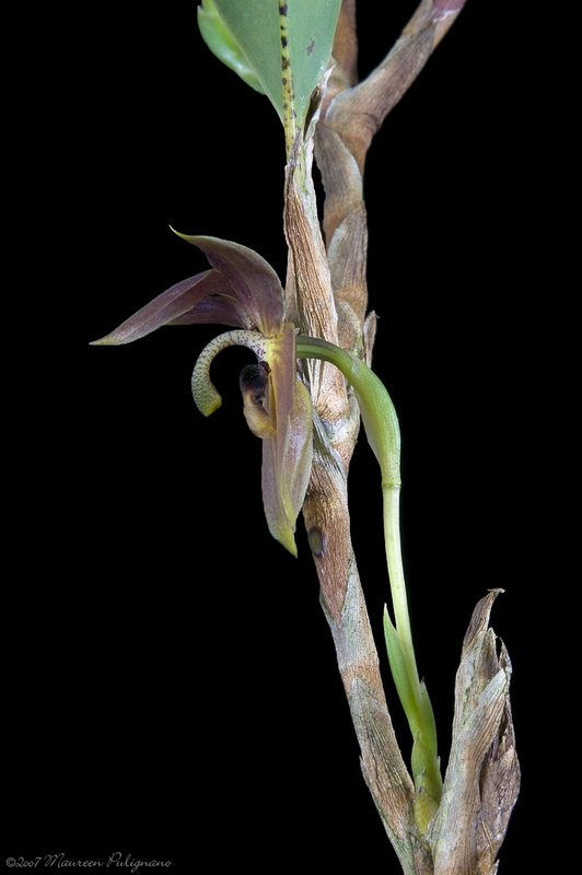 Chrysocycnis schlimii Hoosier CBR/AOS