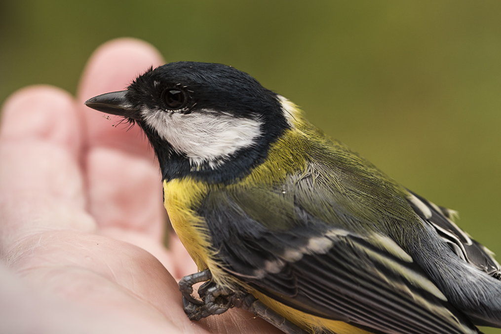 Handheld Great Tit. Left my hand a few secs. later