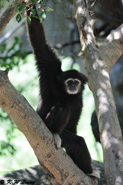 White-handed gibbon DSC_2088