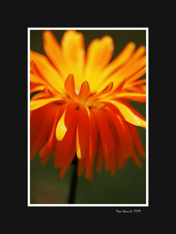 Orange flower 2