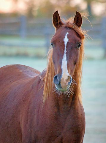 Curious Horse 21860