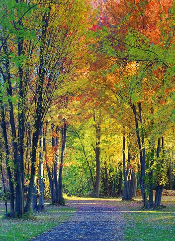 Autumn Lane 20080910