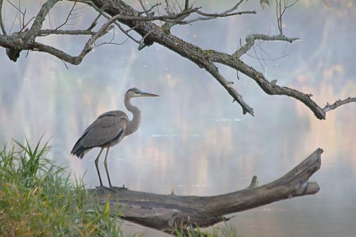 Heron On A Log 20080911