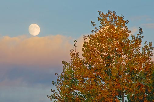 Autumn Moon 22463