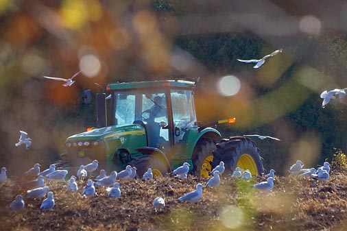 Gulls In A Freshly Plowed Field 22898