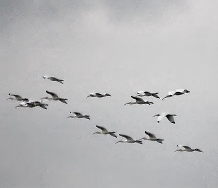 White Ibises In Flight 28988