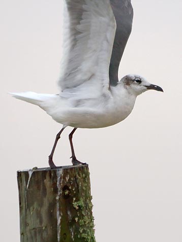 Gull Taking Wing 32510
