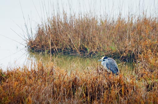 Heron In A Marsh 32425