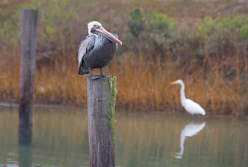 Standing On The Pole 31505