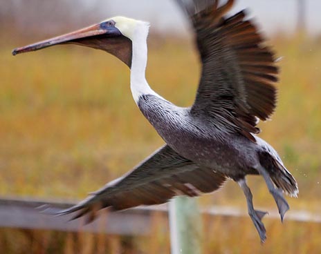 Pelican Taking Wing 31334