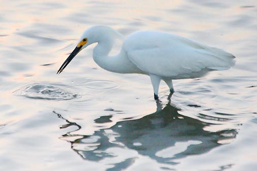 Egret With A Catch 32686