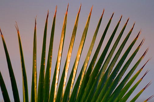 Palm Frond 33218
