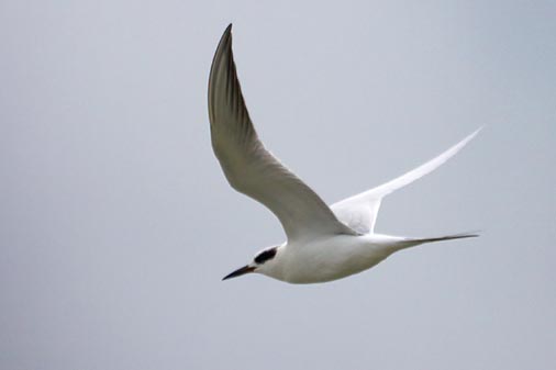 Tern In Flight 32787