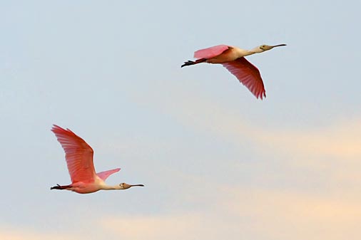 Roseate Spoonbills In Flight 33340