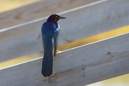 Beaming Grackle 33437