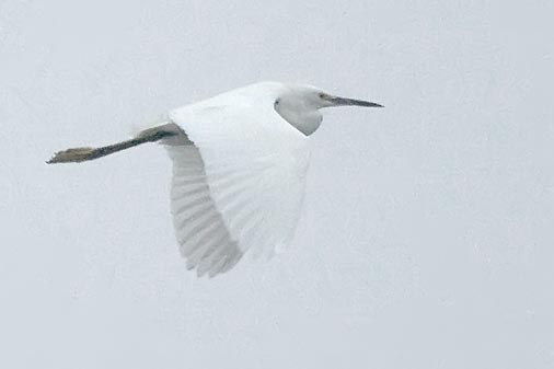Flying Egret In Fog 33454