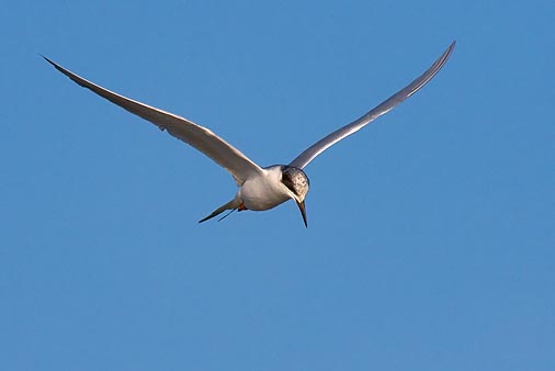 Tern Hovering 34720