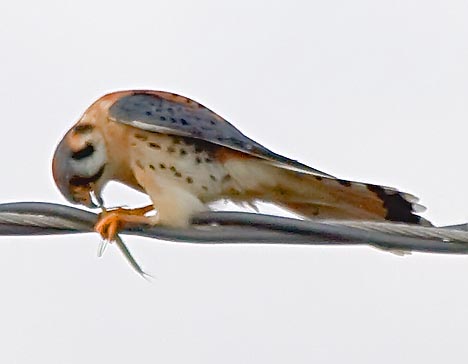 Kestrel With A Catch 33980