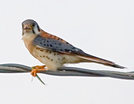 Kestrel With A Catch 33981