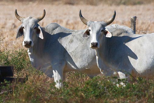 Texas Cattle 34922