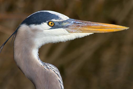 Heron Head 36024