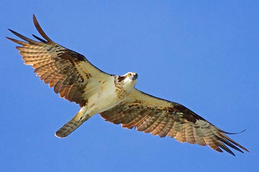 Osprey In Flight 36304