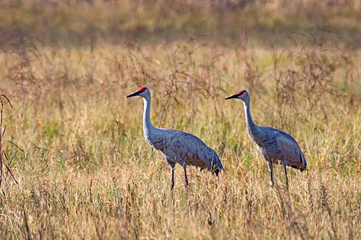 Sandhill Cranes 36258