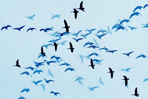 Geese In Flight Overlay 47887-92