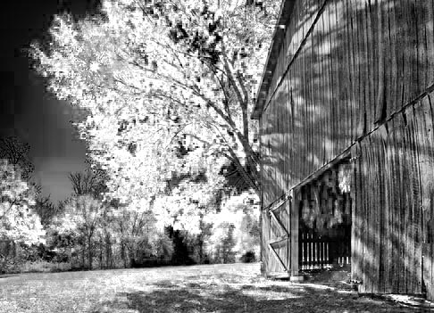 Autumn Tobacco Barn 24793 (faux IR)