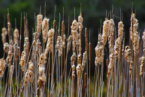 Old Cattails 200505