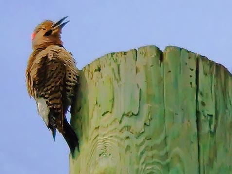 Flicker On A Pole 20090508