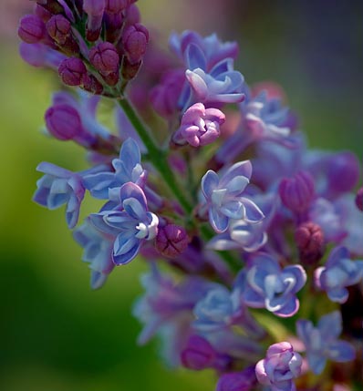 Lilac Closeup 48512