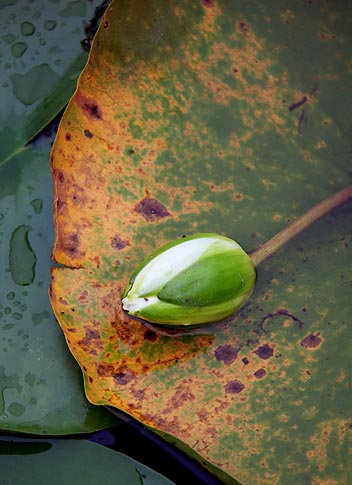 Lazy Lily 20090829