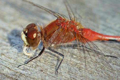 Dragonfly Chowing Down 50885-8