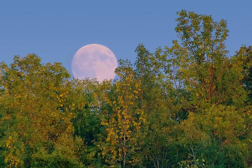 Peeking Over Trees 51081