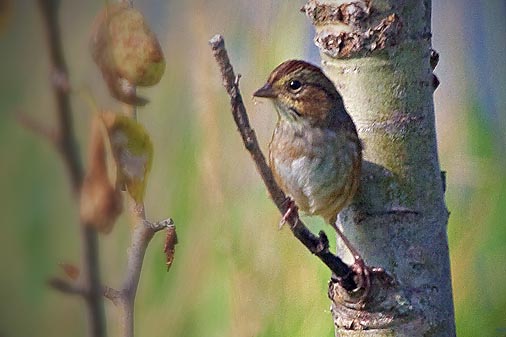 Swamp Sparrow 20080907