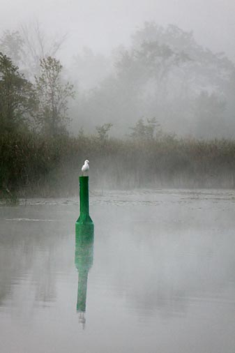 Gull On A Channel Marker 07687