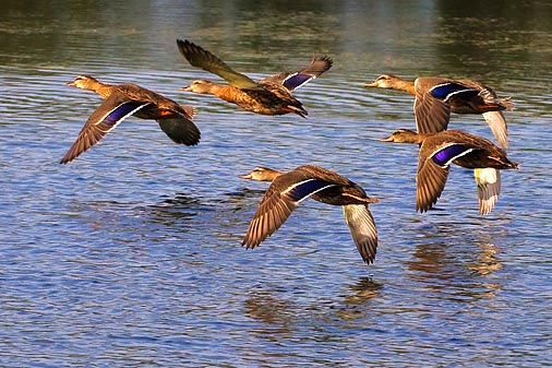 Ducks In Flight 51185