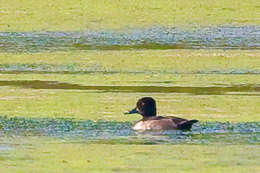 Duck In A Lagoon 51179