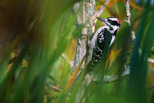 Woodpecker Through Marsh Grass 51146
