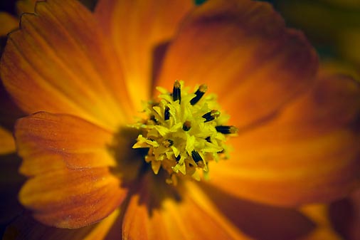 Orange Flower 51466