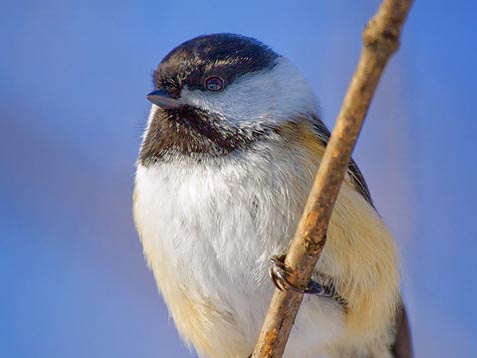 Chickadee Closeup 20100211