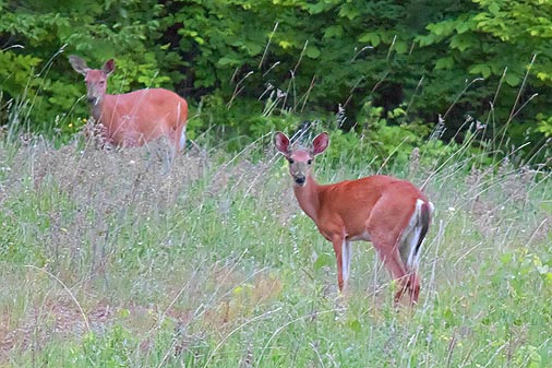 Two Deer 20100601
