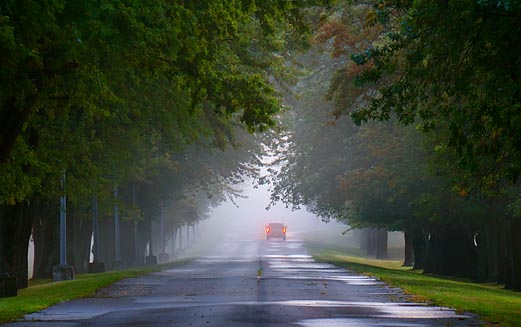 Tree-Lined Lane 20331